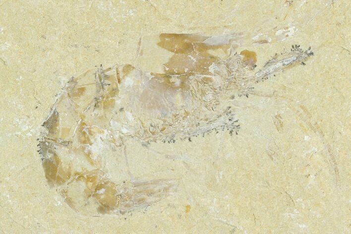 Cretaceous Fossil Shrimp - Lebanon #123938